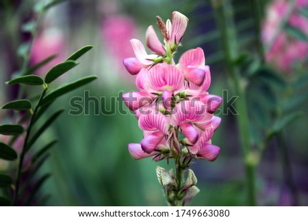 Pink Lupin closeup. Macro photography of a pink Lupinus angustifolius.