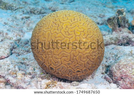 Grooved brain coral (Diploria labyrinthiformis) Bonaire, Leeward Islands