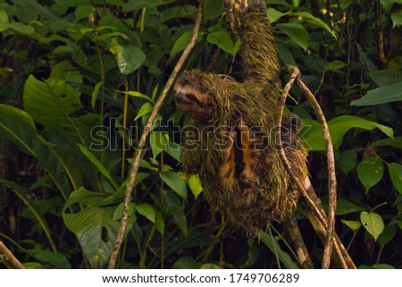 male sloth on a tree branch in a national park of costa rica