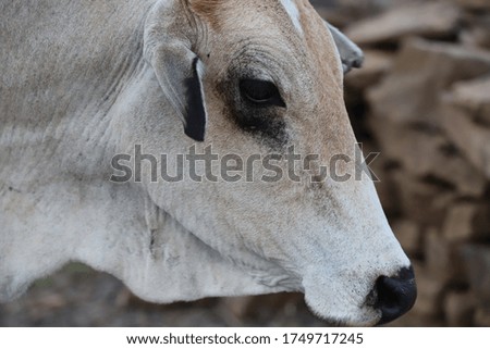 A Portrait Face Of A Cow  