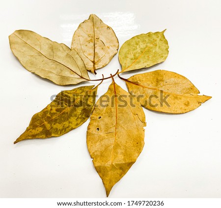 bay laurel,layrel leaf,  Laurus nobilis is in the Lauraceae family