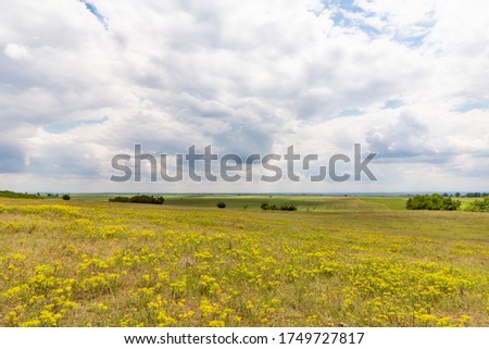 A blossoming field on Deliblatska pescara in Serbia