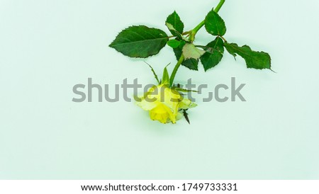 a sprig a beautiful yellow rose blossom isolated on white background