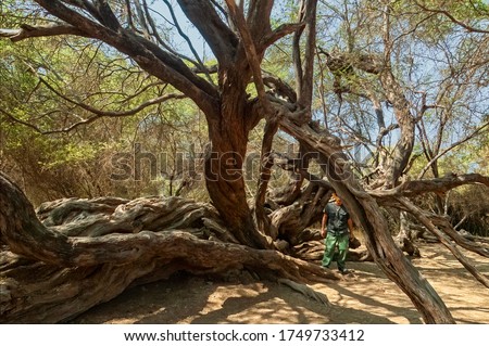 An old algarrobo or carob tree in the Bosque de Pomac Historic Sanctuary in the Lambayeque Region, Ferreñafe Province, Pitipo District of Peru. Known as a millenary tree, it is 500 to 1000 years old. Royalty-Free Stock Photo #1749733412