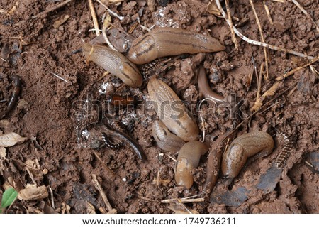 Group of six slugs after rain