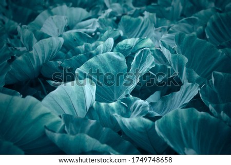 Abstract tropical leaves texture background.