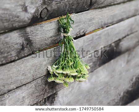 Medical herbs in bunches hanging on the old rough wooden wall in drying process. Yarrow or Achillea millefolium plant
