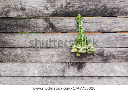 Medical herbs in bunches hanging on the old rough wooden wall in drying process. Yarrow or Achillea millefolium plant
