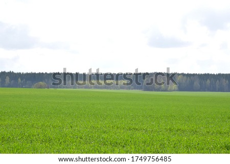 photo on summer agricultural landscape in Russia