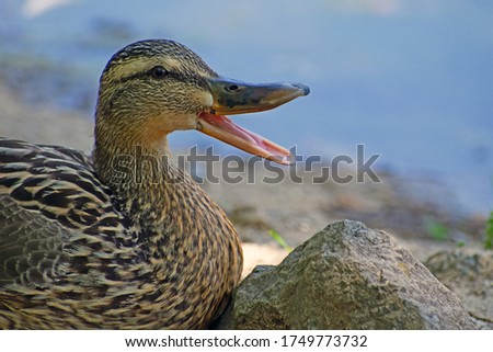 Mallard hen makes a "quack" while resting in the shade of a tree.