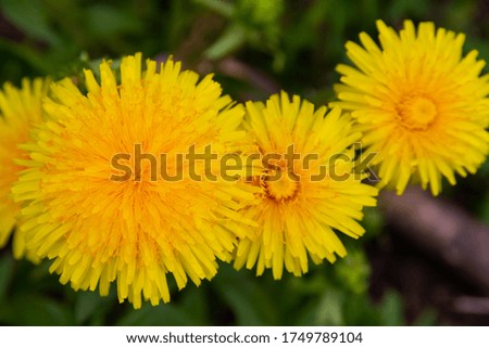 forest dandelions in spring on a bright sunny day on a background of green grass