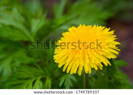 forest dandelions in spring on a bright sunny day on a background of green grass