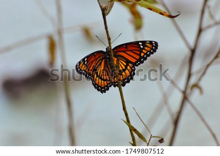 Closeup of a Monarch Butterfly (Orange and Red with White Dots) Resting on a small tree branch