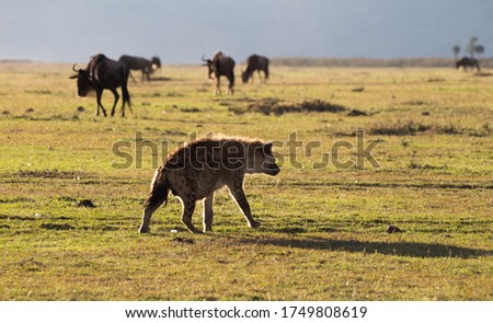 Spotted hyena running past wildebeest on the plains of Africa
