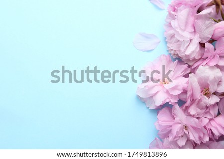 Beautiful sakura blossom on light blue background, space for text. Japanese cherry