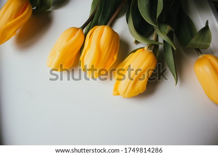 yellow tulips on a white background. Spring poster with free text space.romance holiday.