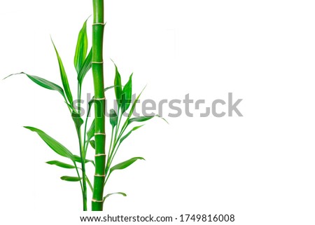 Bamboo with place for text. Background for banner, poster and web