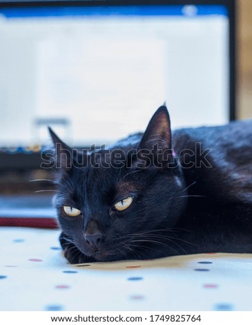 
black pet domestic cat photo