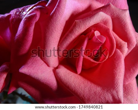 Brilliant Pink Tea Rose in Full Bloom Close-Up Black Background