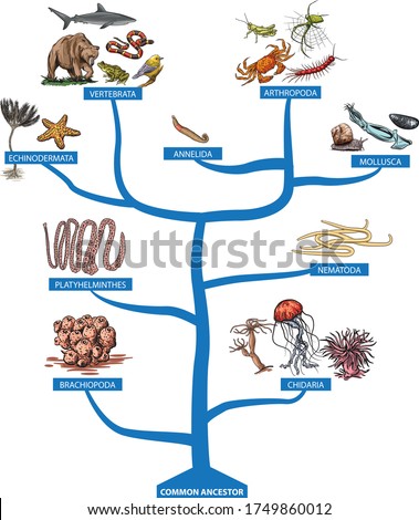 A tree of all kinds of invertebrates and vertebrates Royalty-Free Stock Photo #1749860012