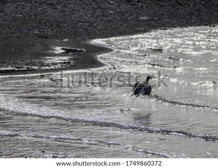 A duck is taking off from the water. Coast line viewed in the background.