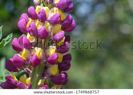 Close up of a purple and yellow lupin flower