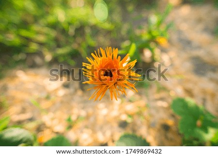 One orange daisy calendula flower on blurred background of green vegetation. Annual medicinal plant