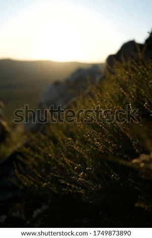 sunset in the mountains, detail of a wild flowers growing