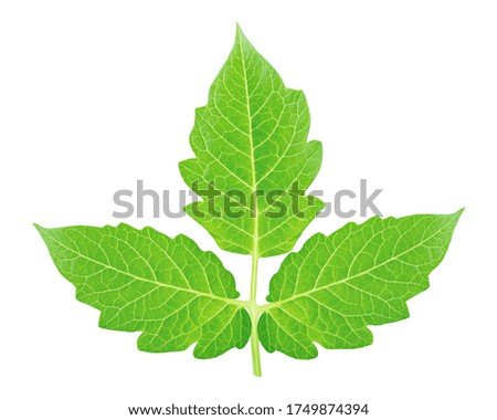 Single tomato leaf isolated on a white background. Clip art image for package design.