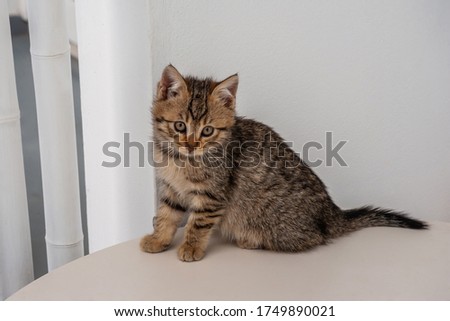 Little kitten on the table on wall background