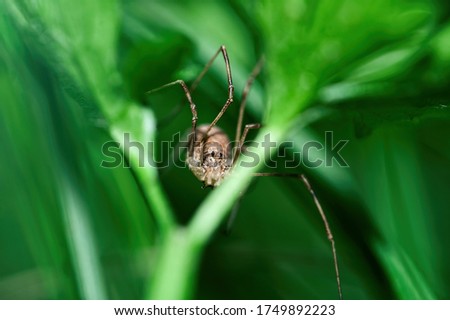 Daddy longlegs Opiliones spider known as harvestmen Royalty-Free Stock Photo #1749892223