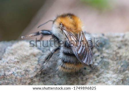 Bumblebee on a rock in the forest.