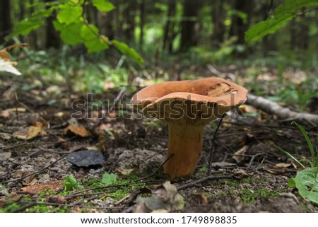Close up view of oak milkcap (Lactarius quietus) mushroom, also known as oakbug milkcap or southern milkcap, growing in autumn forest among fallen leaves. Selective focus. Beauty in nature theme.