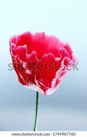 Blurry image of beautiful red poppy flower on white background, vertical view, space for text. Blurred nature background.