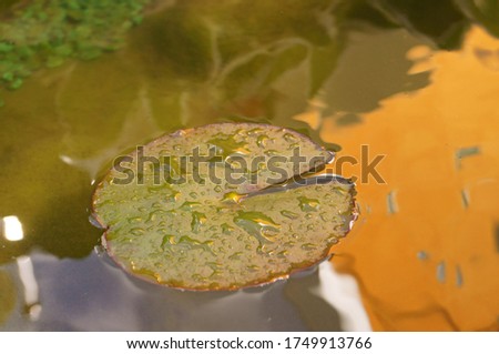 View Of Lily Pads In Pond