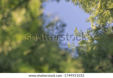 Natural background with the sky and green stems of Anthemis arvensis, also known as corn chamomile, mayweed, scentless, chamomile or field chamomile,  selective focus