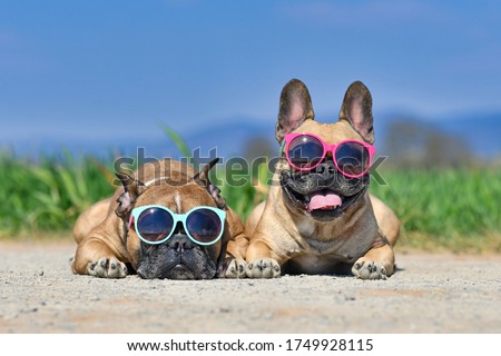 Adorable cute happy French Bulldog dogs wearing sunglasses in summer in front of meadow and blue sky on hot day Royalty-Free Stock Photo #1749928115