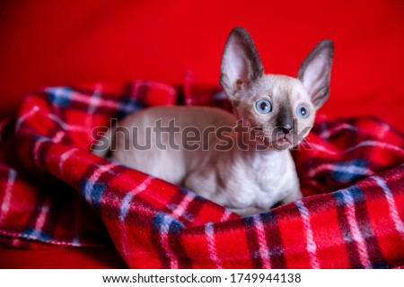 Cornish Rex kitten on a red background