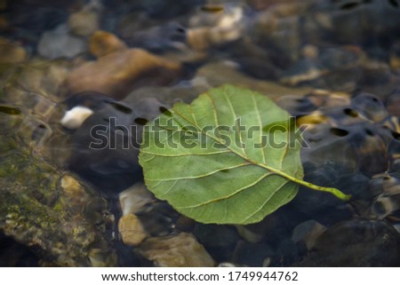 A closeup shot of a green leaf floating in a lake full of stones with a blurry background
