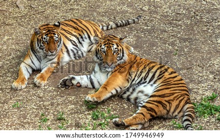 Siberian tiger (Panthera tigris tigris) is also called the Amur tiger (Panthera tigris altaica) in the aviary of the zoo. Dangerous mammal is a predatory animal in the taiga. Big wild cat Royalty-Free Stock Photo #1749946949