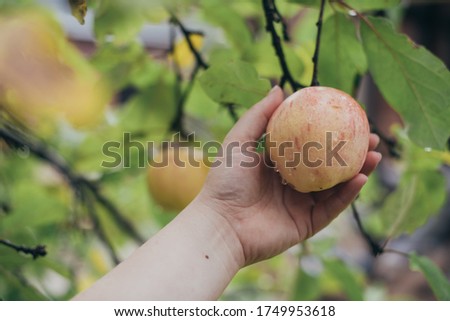 Hand holds an apple on a branch. Close-up. Hand picks a ripe apple from a branch in the garden