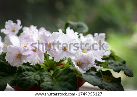 beautiful violet of white color with wavy petals and green leaves on a blurred background. potted home flowers