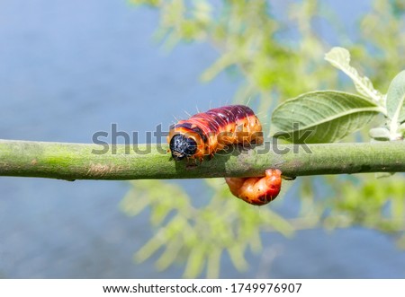Selective focus of Cossus cossus caterpillar walking on branch, Goat moth is a moth of the family Cossidae