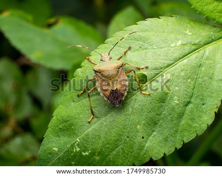 macro the stinkbug on green leaf Royalty-Free Stock Photo #1749985730