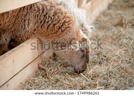Sheep eat in the sheepfields, sheep farm!
