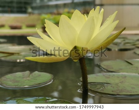 Photo of lotus flower in park