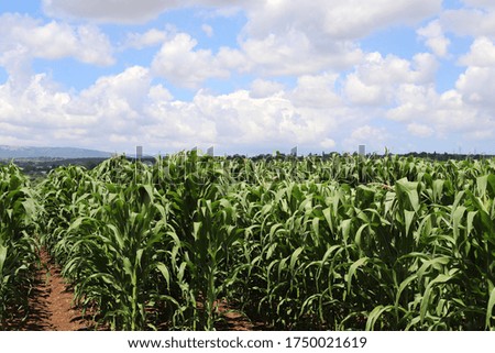 large corn field in northern Israel