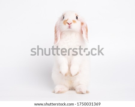 Front view of white cute baby holland lop rabbit standing isolated on white background. Lovely action of young rabbit.