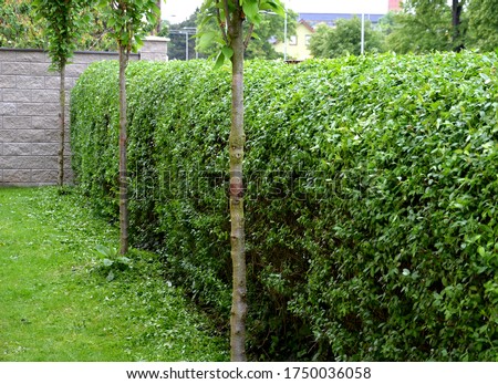 fence green hedge trimmed in the garden yard lawn trees in row alley evergreen edge round Royalty-Free Stock Photo #1750036058