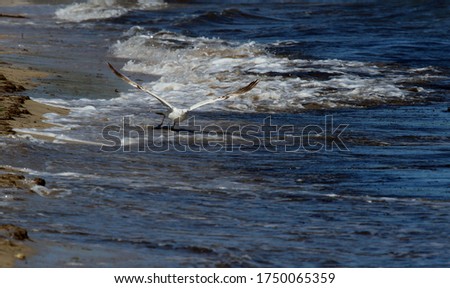 A seagull in the waves near the shore of the Black Sea in the city of Yevpatoriya (Crimea, Crimean peninsula).